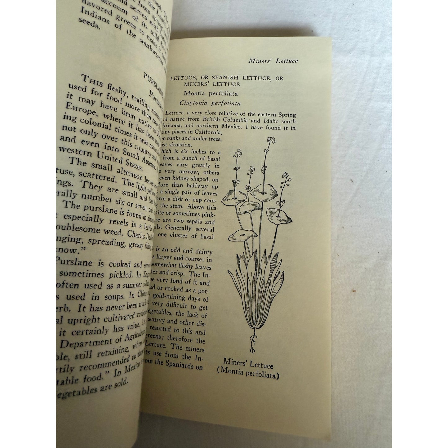 Edible Wild Plants - Oliver Perry Medsger - 7th Printing - 1978 - Paperback