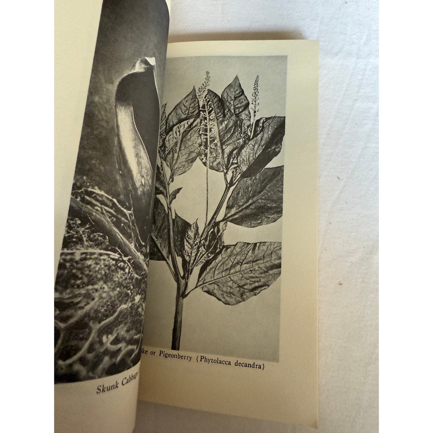 Edible Wild Plants - Oliver Perry Medsger - 7th Printing - 1978 - Paperback